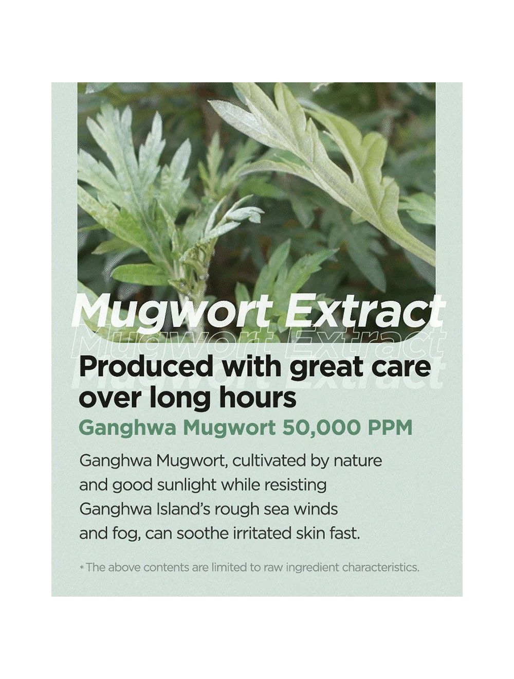 Mugwort Calming Cream – Verzachtend & Kalmerend 50ml